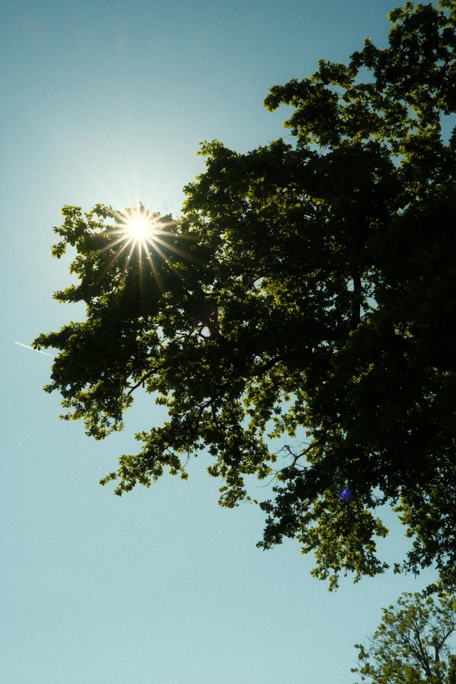 Arbre
